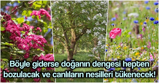 İklim Değişikliğinin Bitkiler Üzerindeki Etkisi Kanıtlandı: Çiçekler Olması Gerekenden Bir Ay Erken Açıyor