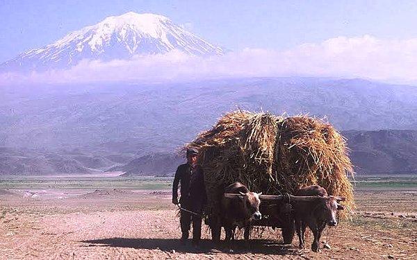 9. Ağrı Dağı'ndan dönen çiftçi, Iğdır, 1980.