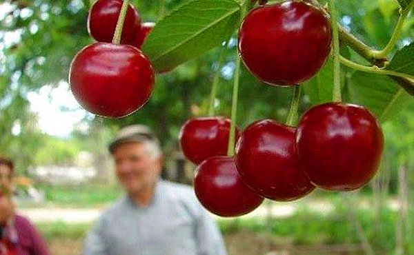 Meşhur Tekirdağ kirazı.