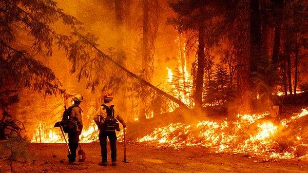 20 bin 935 hektarlık ormanlık alan yandı