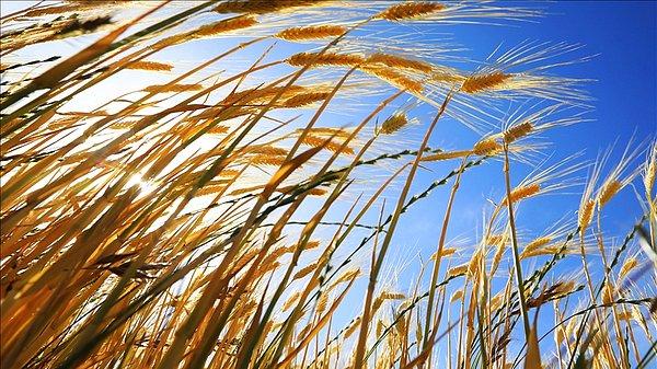 Buğday ithalatının neredeyse tamamı Rusya ve Ukrayna'dan