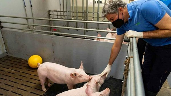 Almanya'da bilim insanları, insanlara kalp nakli için genetiği değiştirilmiş domuzlar yetiştirmeyi planladıklarını açıkladı.