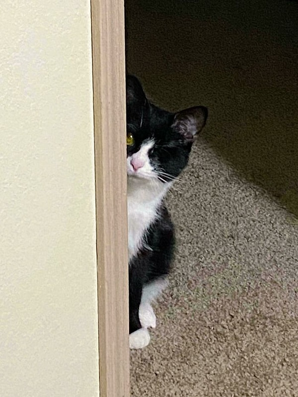 3. У этой кошки один глаз, и вот как она выглядывает из-за угла