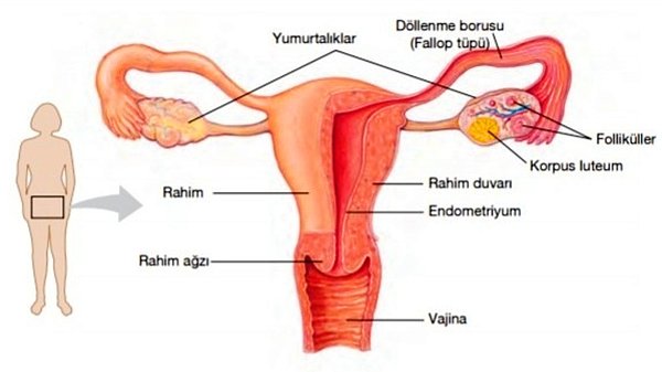 5. Kadın hastalıklarına sebep olabilir.