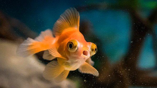 Birçok hayvanın genellikle sesleri kullanarak iletişim kurduğu biliniyor. Ancak şimdiye dek balıklar bu canlılardan biri olarak görülmüyordu. Bilim insanları bazı balıkların binlerce yıldır ses çıkardığını biliyor olsa da bunların istisna olduğu düşünülüyordu.