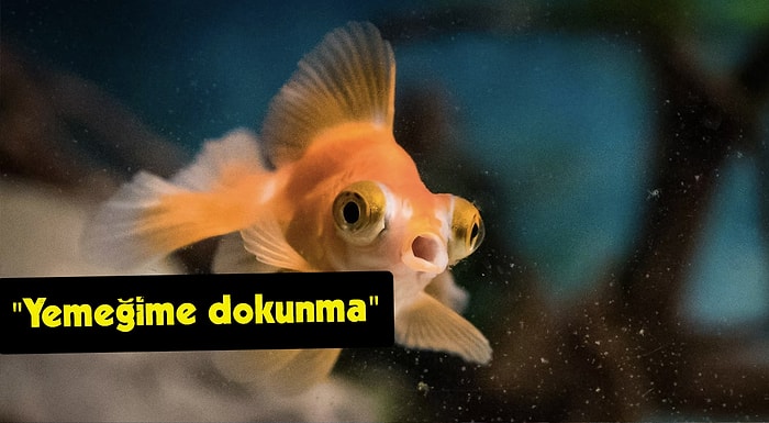 'Orada Kimse Var mı?' İşte Milyonlarca Yıl Sonra Konuştukları Tespit Edilen Balıkların Sesleri! 🎙