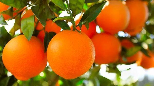 1. Ağızları sulandıran, kış aylarının vazgeçilmezlerinden biri olan portakal en güzel nerede yetişir?