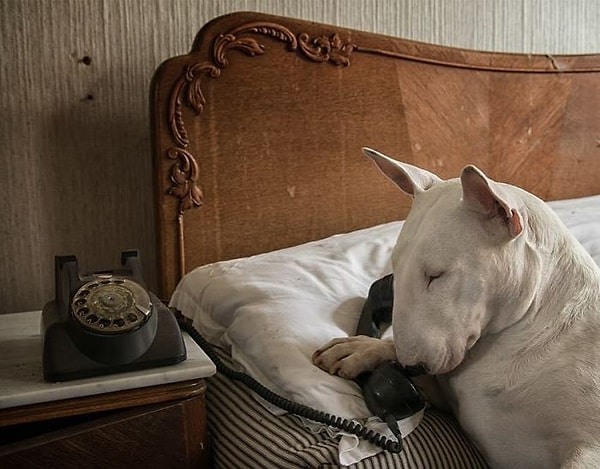 4. Я просто позвонил, чтобы сказать, что люблю тебя