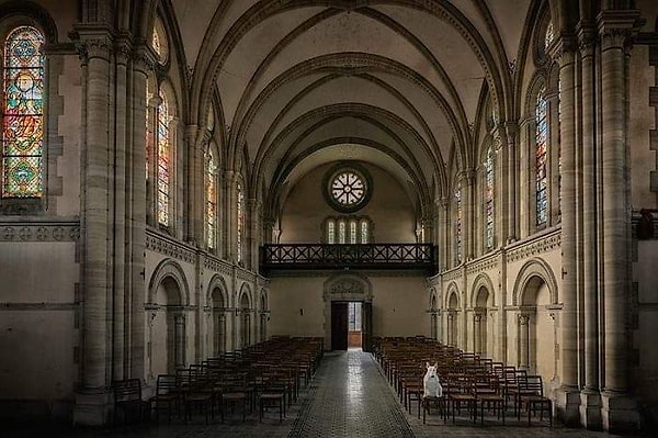 6. Мы верим в собаку