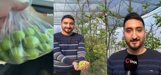 Bursalı Mustafa Kutay Ası, Kış Ortasında Hasat Ettiği Erikleri Tüm Dünyaya İhraç Ediyor: Tanesi 20 Lira