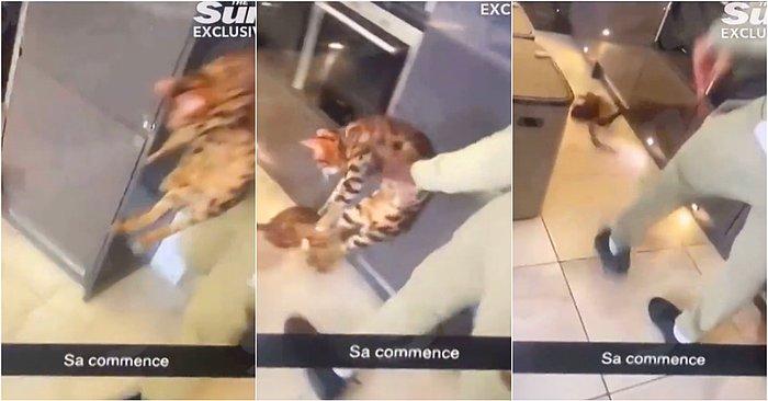Premier Lig'de Oynayan Kurt Zouma'nın Bir Kediye Tekme Attığı Görüntüler Ortaya Çıktı