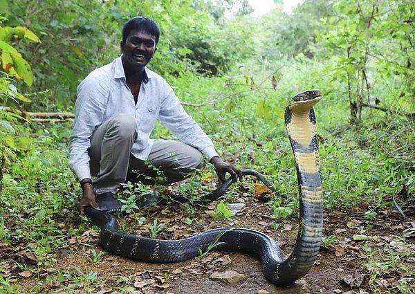 Suresh 30 yıldan uzun zamandır sosyal hizmet olarak yılan yakalıyor ve Kerala Orman Bakanlığı'na yardım ediyor.