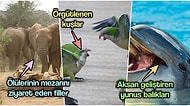 Hayvanlar Üzerinde Bugüne Değin Yürütülen Zekâ Araştırmalarında Ulaşılan Şaşırtıcı Sonuçlar
