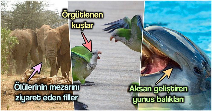 Hayvanlar Üzerinde Bugüne Değin Yürütülen Zekâ Araştırmalarında Ulaşılan Şaşırtıcı Sonuçlar