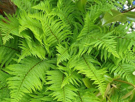 Eğrelti Otunun Faydaları Nelerdir? Eğrelti Otu Neye İyi Gelir?