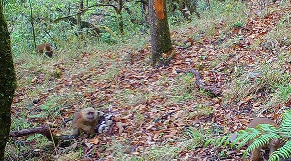 Araştırmaclar ayrıca, Anjaw bölgesinde yaşayan yerel bir kabile üyesinin evinde de beyaz yanaklı bir yavru makak keşfettiler.