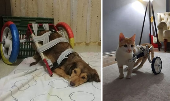 Arkadaşının Atölyesinde Yaptığı Yürüteçlerle Yüzlerce Hayvana ve Çocuğa Umut Olan Hortum Ustası