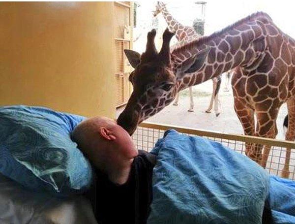 1. Son arzusu olarak 25 yıl boyunca çalıştığı hayvanat bahçesine gitmek isteyen adam.