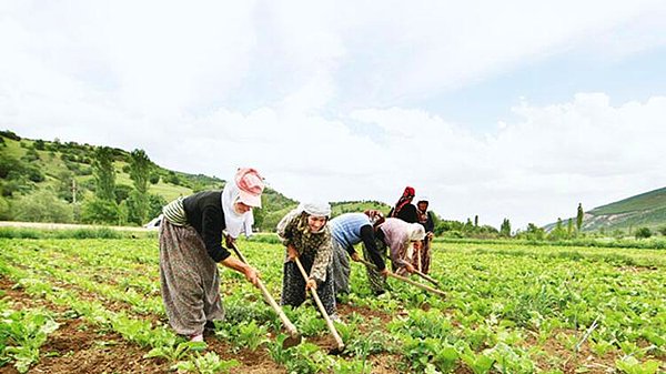 Tarımda çanlar çalıyor!