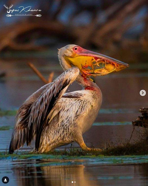 4. Avını bütün olarak yemeye çalışırken en önemli av ekipmanı olan kendi çenesini kaybeden zavallı pelikan:
