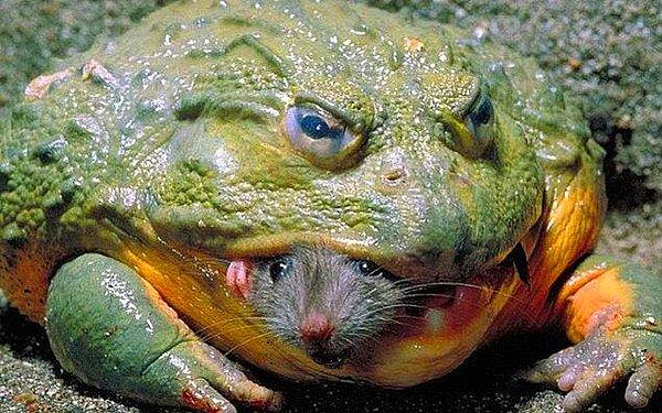 13. Bir fareyi canlı canlı yiyen Afrika boğa kurbağası: