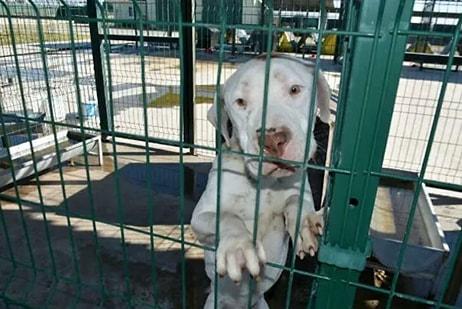 Yasaklı Irk Köpekler Barınakta Ölümü Bekliyor: 'Onları Müebbet Hapse Mahkum Ettik'