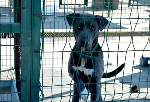 Yasaklı ırk köpek besleyenler, ceza yememek için çok sayıda Pitbull ve diğer yasaklı ırk köpeğini sokağa terk etti