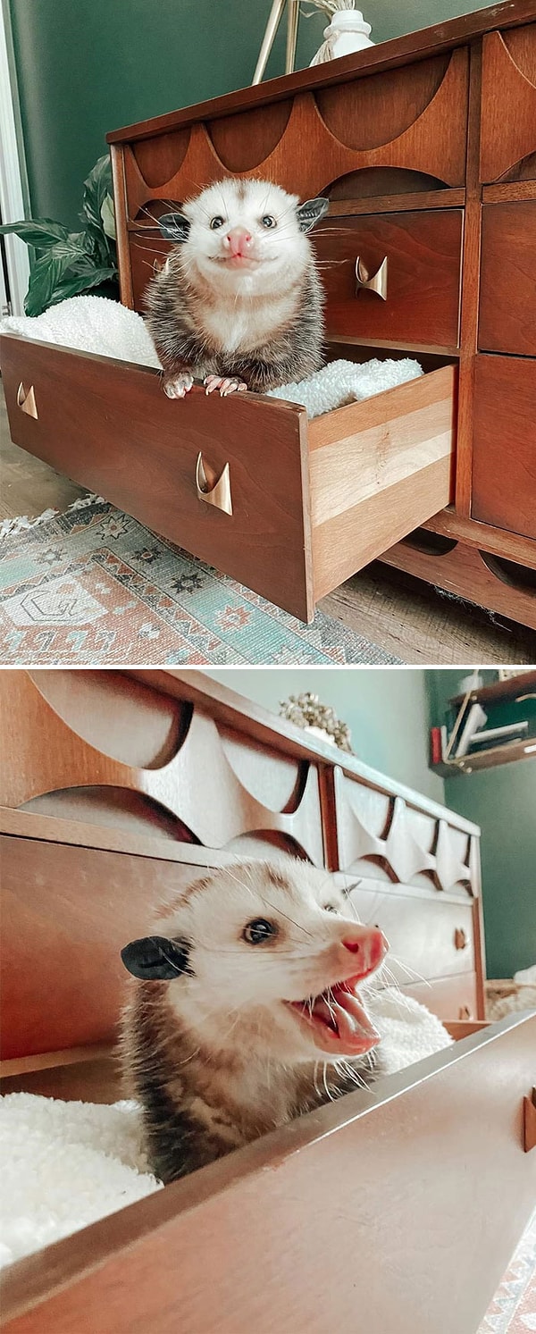 9. Когда наконец-то получил место в своем любимом комоде