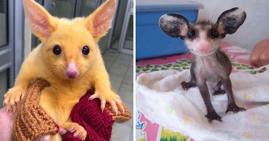 19 уморительных опоссумов, которые делают нелепые и очаровательные вещи