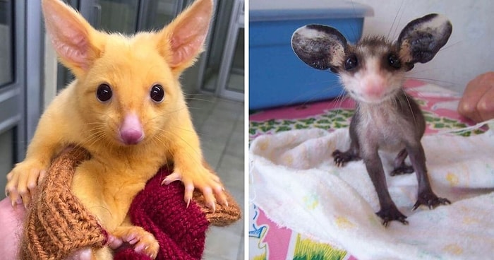 19 уморительных опоссумов, которые делают нелепые и очаровательные вещи