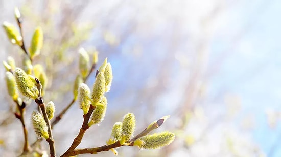 2022 İlk Cemre Ne Zaman, Nereye Düşecek? Havalar Ne Zaman Isınacak? 2022 Cemre Düşme Tarihleri!
