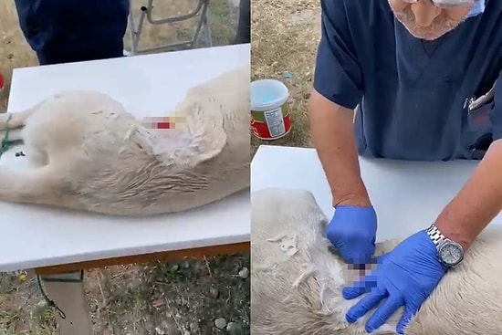 Görüntüler Tepki Çekmişti: Köpeğe Anestezisiz Kısırlaştırma Operasyonu İddiasına Soruşturma