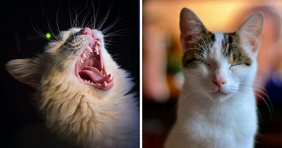 19 фактов о кошках, о которых вы, возможно, не знали