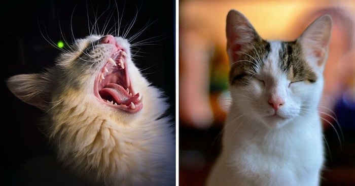 19 фактов о кошках, о которых вы, возможно, не знали