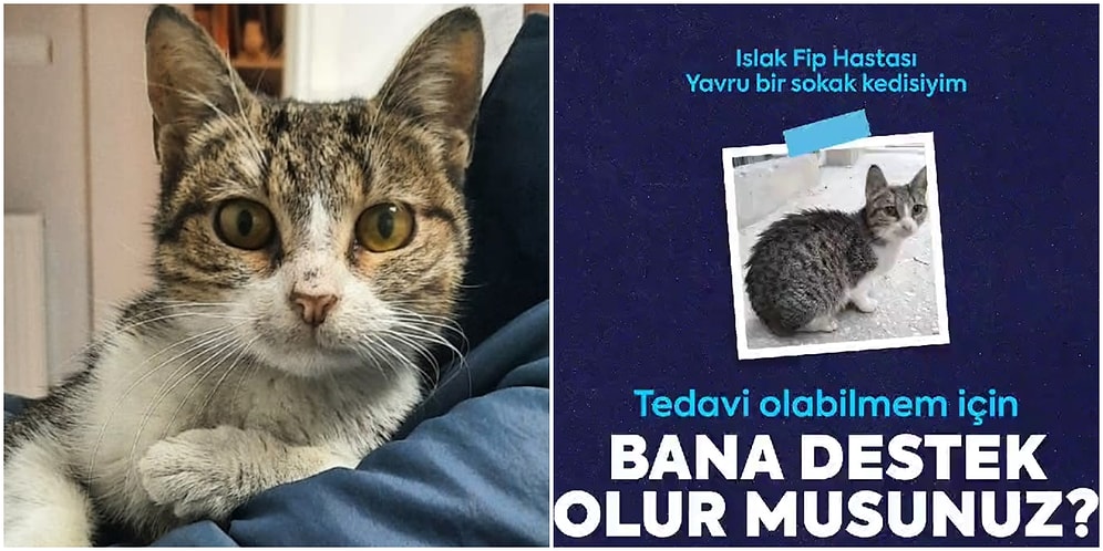 Espor Takımlarından Alkışlanacak Hareket: Islak FIP Hastası Sokak Kedisi İçin Seferber Oldular!