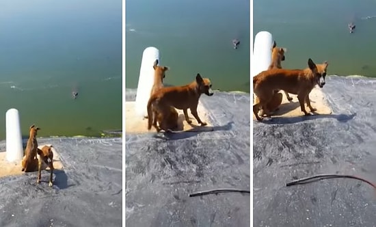 Havuzun Eğimli Kısımında Mahsur Kalan Köpeklerden Birinin Timsaha Yem Olduğu Korkunç Anlar
