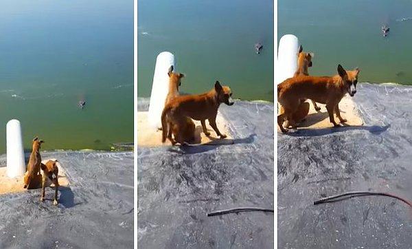 O videoda timsah havuzunun eğimli kısmında mahsur kalan köpeklerden birinin timsaha yem olduğu korkunç anlar yer alıyor.