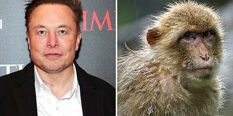 Elon Musk’ın Neuralink Deneylerinde Beynine Çip Takılan 15 Maymun Öldü