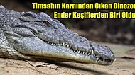 Bilim Dünyasındaki Şaşırtan Olay: Bir Timsahın Karnından Dinozor Çıktı!