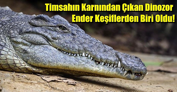 Bilim Dünyasındaki Şaşırtan Olay: Bir Timsahın Karnından Dinozor Çıktı!