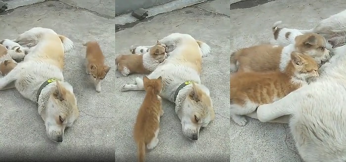 Yavrularını Emzirirken Uyuyakalan Anne Köpeğe Çaktırmadan Yavruların Arasına Karışıp Süt İçen Kedicik