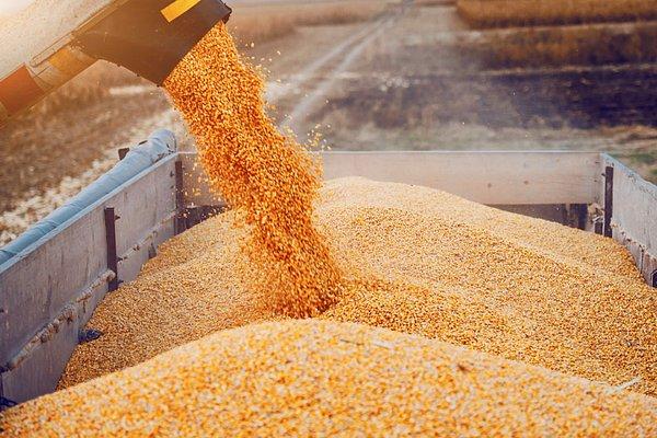 Ukrayna buğday ve mısır üretiminin önemli bir kısmını tek başına karşılıyor.