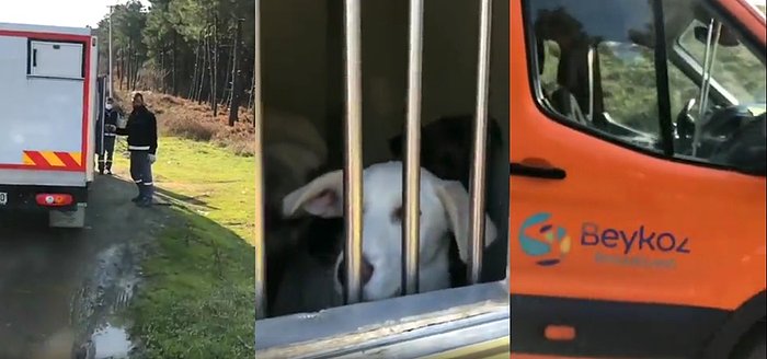 Bir Hayvansever, Beykoz Belediye Ekiplerinin Topladıkları Sokak Köpeklerini Ormana Bıraktıklarını İddia Etti