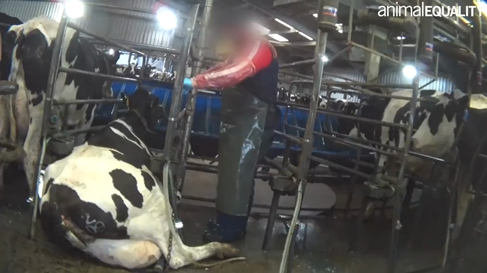 İneklerin Tekmelenip Kürekle Vurulduğu Mandırada Kaydedilen Görüntüleri İzlerken Sinir Krizi Geçireceksiniz