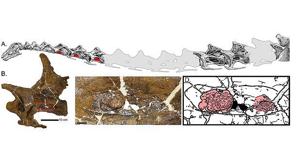 Araştırmacılar, inceledikleri dinozorun boynundaki kemiklerden üçünde olağan dışı çıkıntılara rastladı.