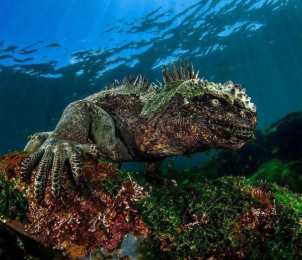 4. Deniz iguanası