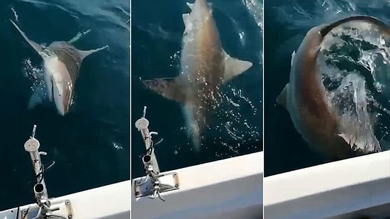 Antalya'da Oltaya Dev Köpek Balığı Takıldı: 'Allah'ım Bu Ne ya, Jaws'