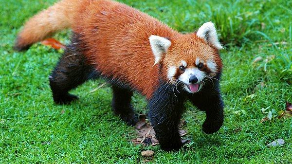 6. Kızıl panda