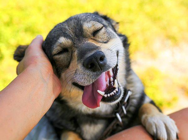 Macaristan'daki Eotvos Lorand Üniversitesi'nde görev yapan bilim insanları, köpeklerin sahiplerini hangi duyu organlarını kullanarak ayırt edebildiklerini inceledi.