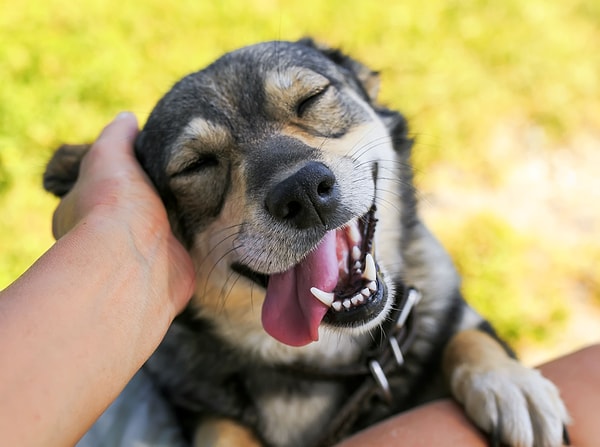 Macaristan'daki Eotvos Lorand Üniversitesi'nde görev yapan bilim insanları, köpeklerin sahiplerini hangi duyu organlarını kullanarak ayırt edebildiklerini inceledi.